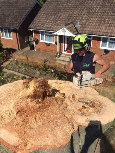 Large rotten Beech in Sandhurst
