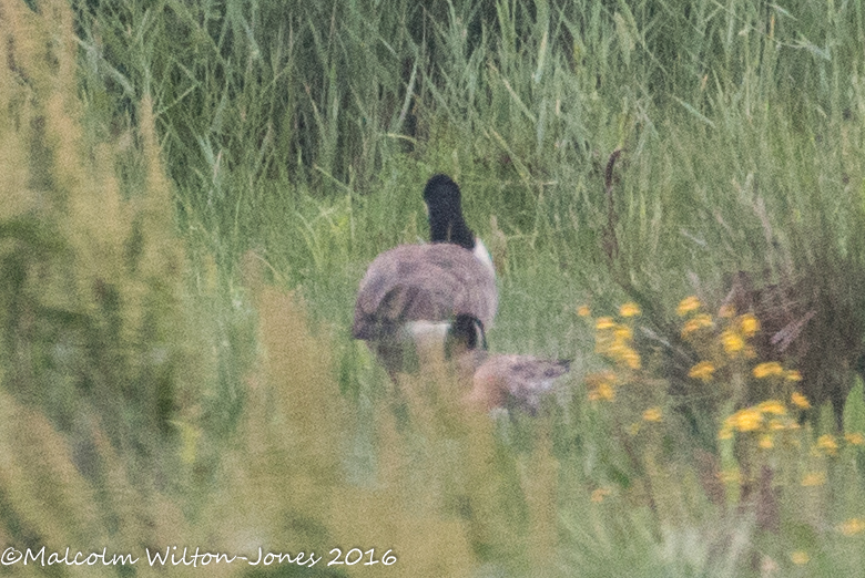 Canada Goose