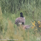 Canada Goose