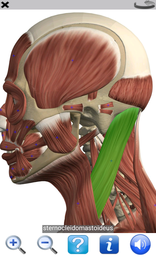 Visual Anatomy Free – Android-Apps auf Google Play