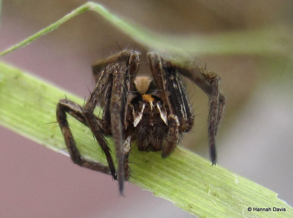 Nursery web spider