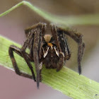 Nursery web spider