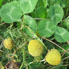 Pineapple weed