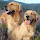 Golden Retrievers New Tab Themes