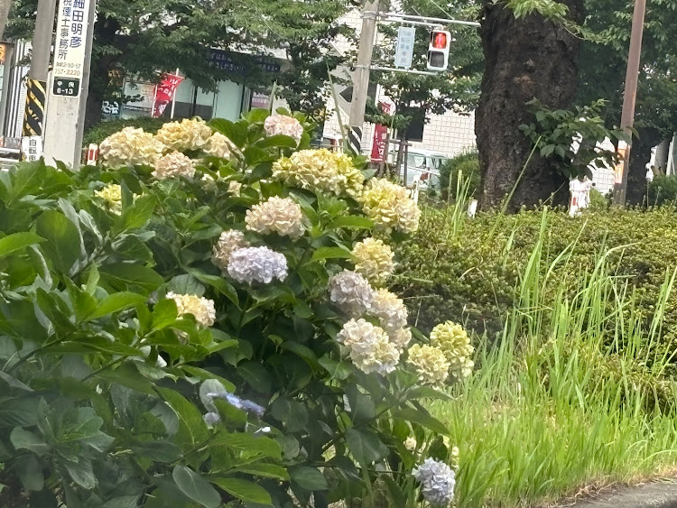 ゴルフ7の心臓🫀血管CT撮って来たよ・朝から現場監督に物申す・軽く洗車もしたよ・７月もよろしくお願いいたしますに関するカスタム事例の投稿画像7枚目