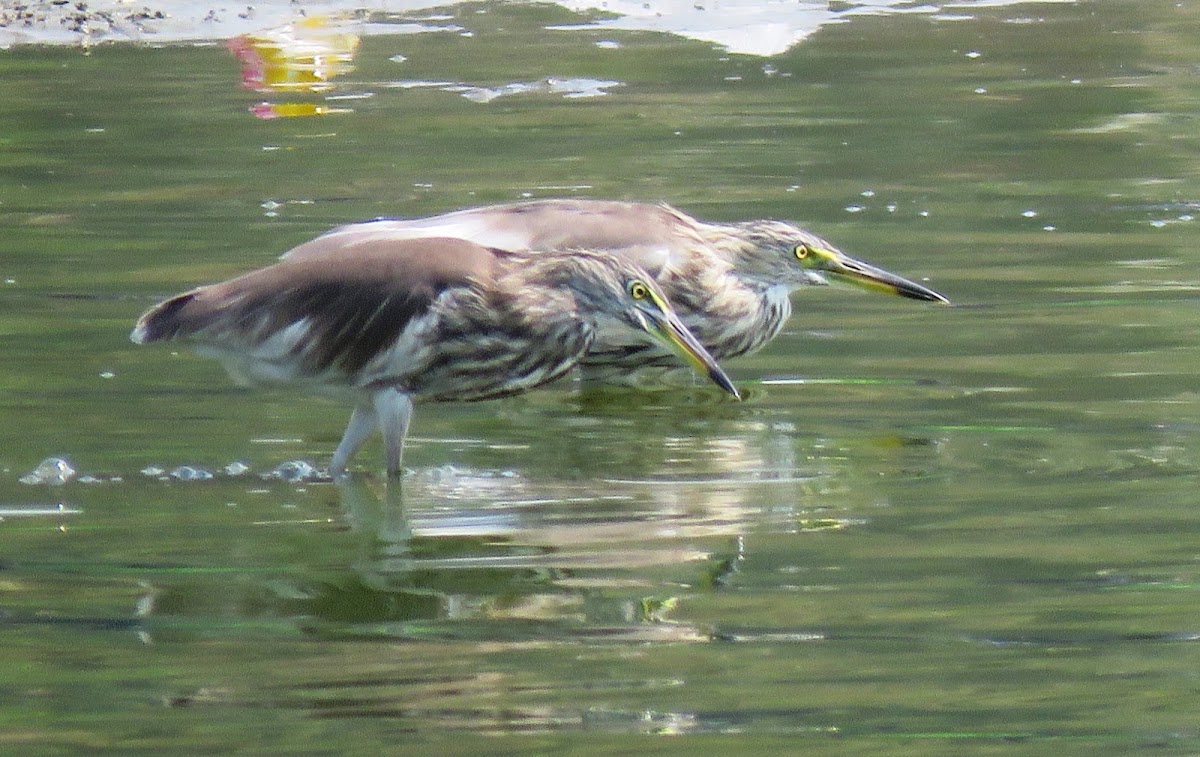 Indian Pond Heron