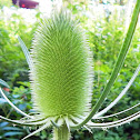 Teasels