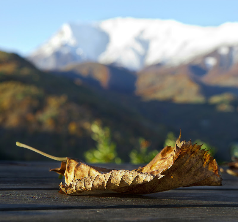 leaf me alone di sbaruzzi