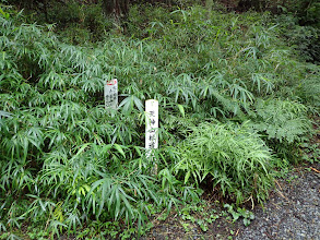 ここは天神山林道