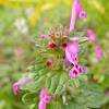 Henbit dead-nettle