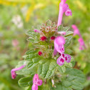 Henbit dead-nettle