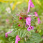 Henbit dead-nettle