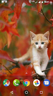 Cute Kitten Wallpapers HD(圖4)-速報App