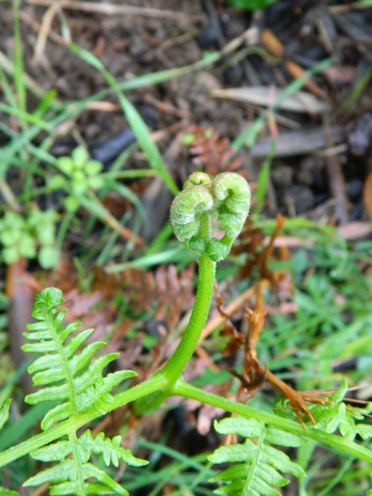 Common bracken (φτέρη)