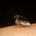 Ball-bearing Treehopper