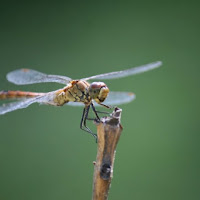 Libellula nel vento di 