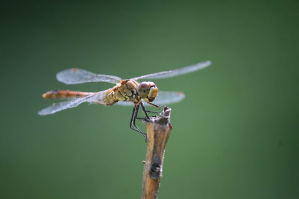 Libellula nel vento di Jasko