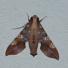 Hawkmoth