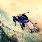 Eastern Carpenter bee