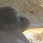 Western Lowland Gorilla