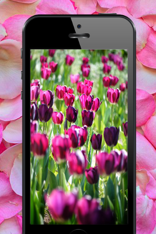 Flower Wallpaper and Quotes