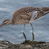 Whimbrel