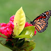 Monarch Butterfly