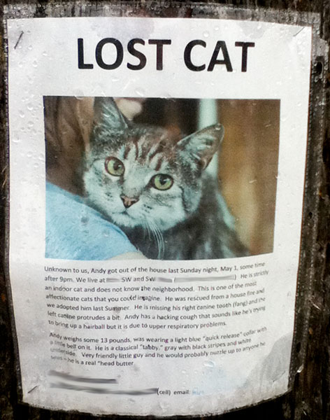 Image result for a cat got lost