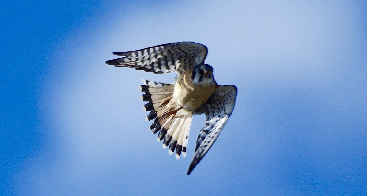 American Kestrel