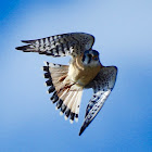 American Kestrel