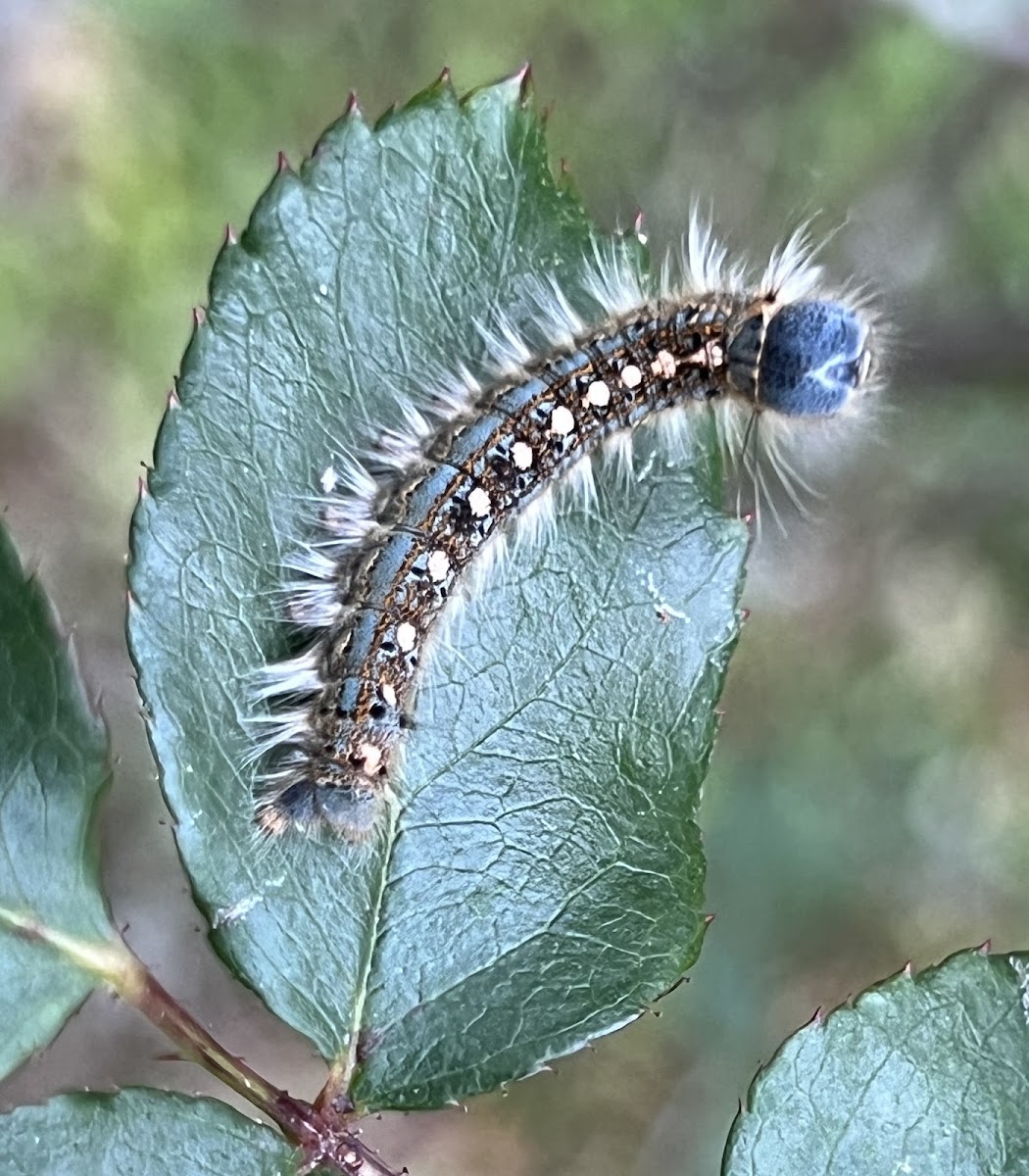 Forest Tent Caterpillar