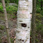 Birch tree