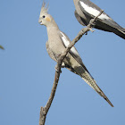 Cockatiel (female)