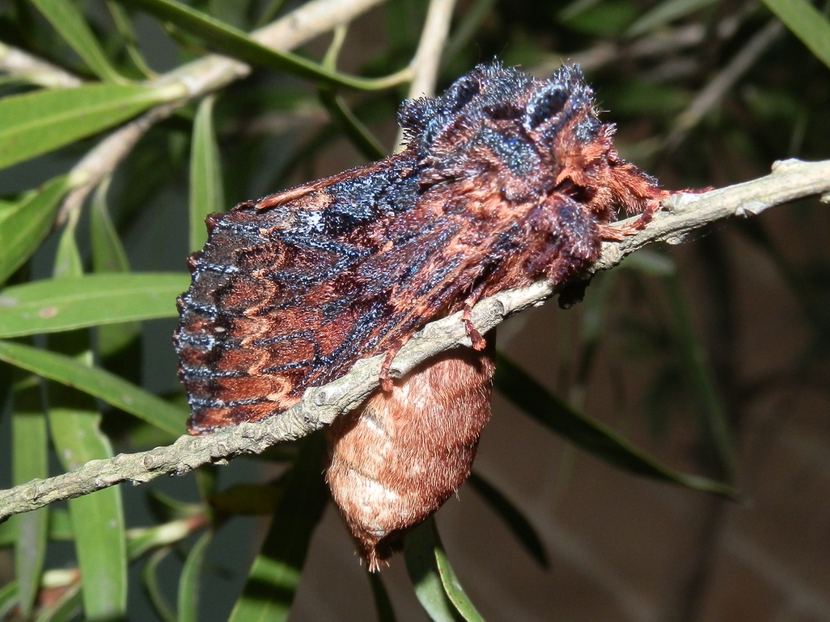 Two-toned Noctuid - gravid female