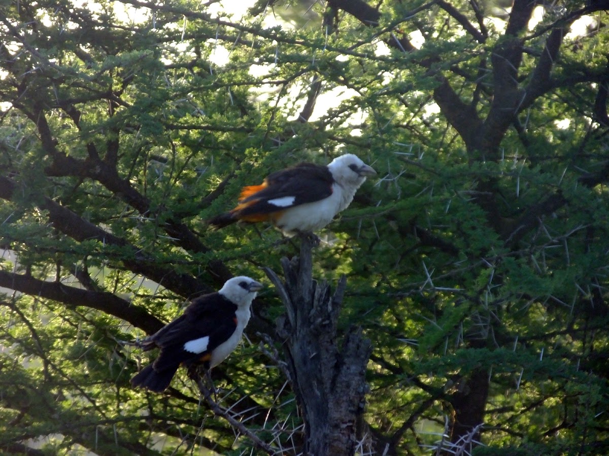 White headed buffalo weaver