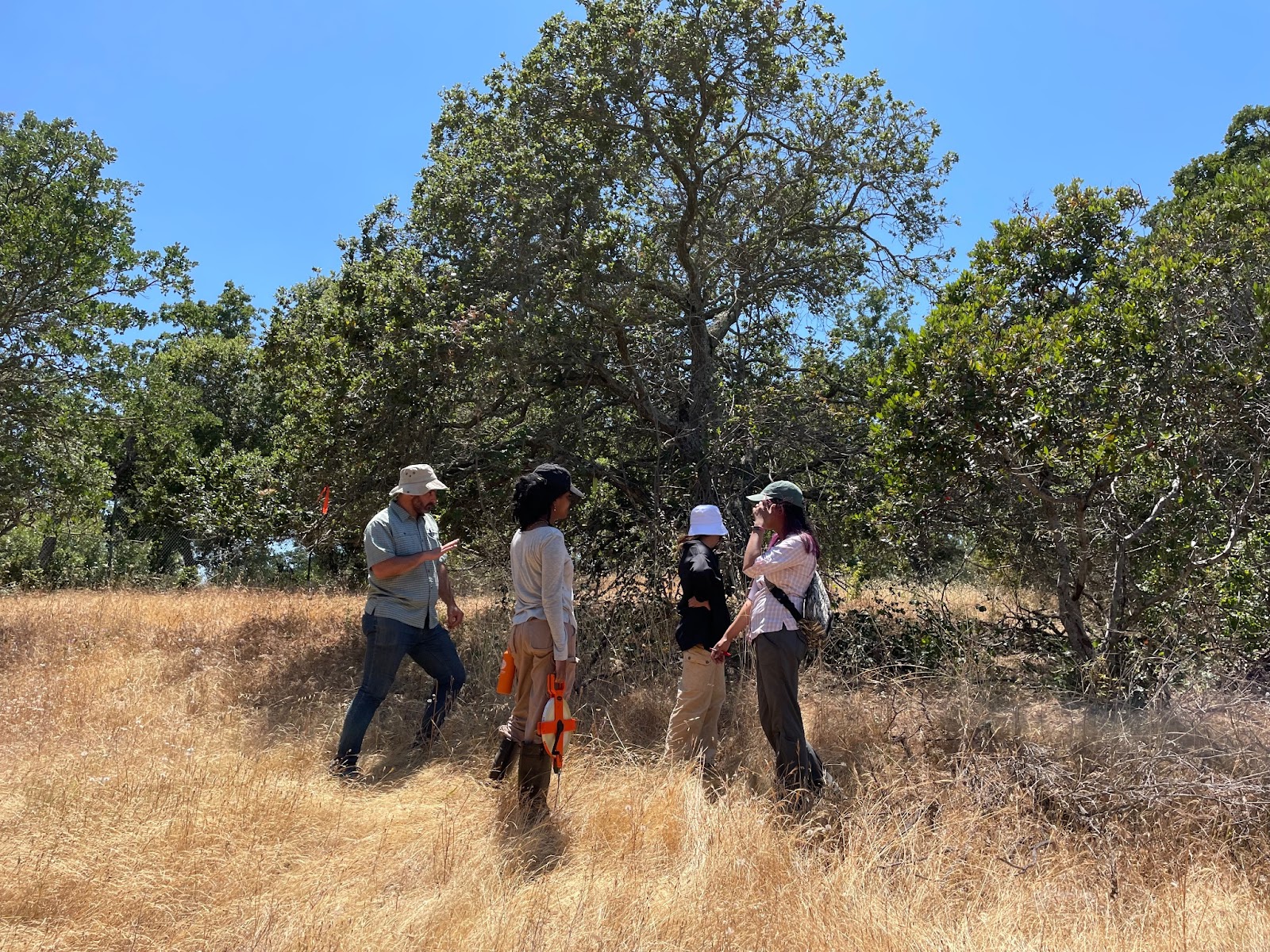 Dr. Lau Gherardi (and Dr. Sheena Sidhu planning field plots to monitor vegetation management and fuel reduction at Jasper Ridge