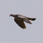 Woodpigeon; Paoma Torcaz