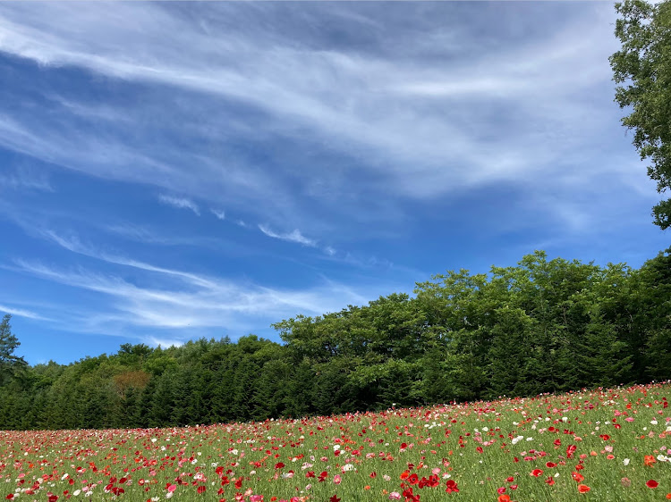 モコのファーム富田・ラベンダー畑・富良野・中富良野・かなやま湖に関するカスタム事例の投稿画像6枚目
