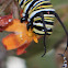 Monarch Caterpillar with insect hitchhikers