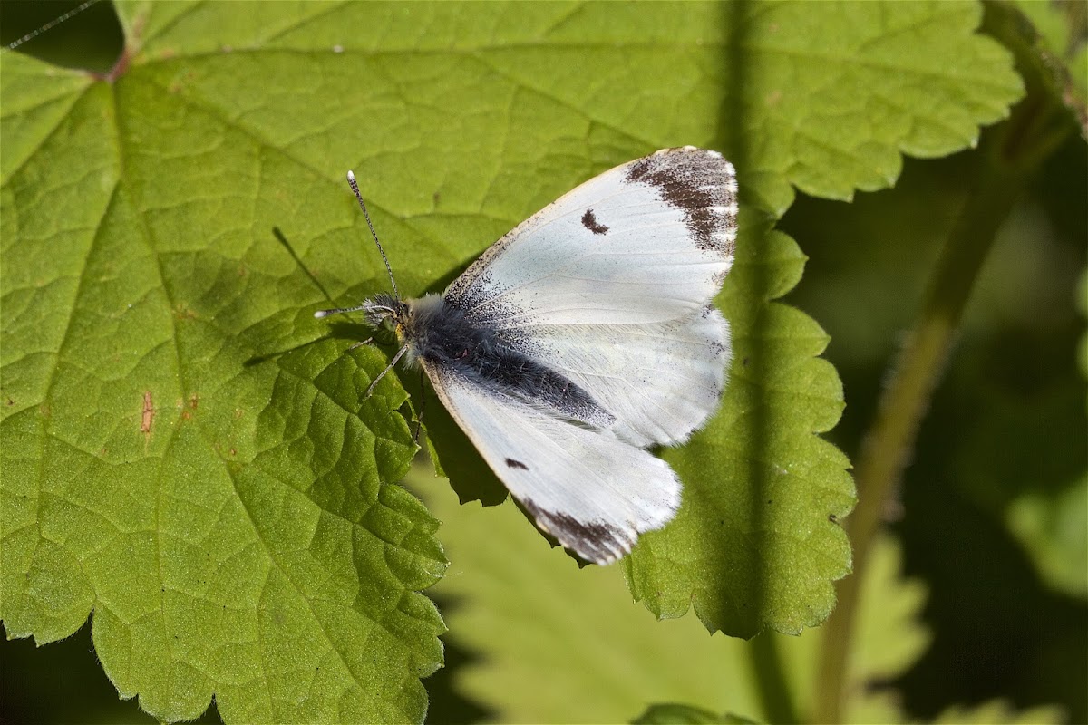 Small white butterfly