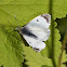 Small white butterfly