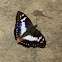 Indian Purple Emperor