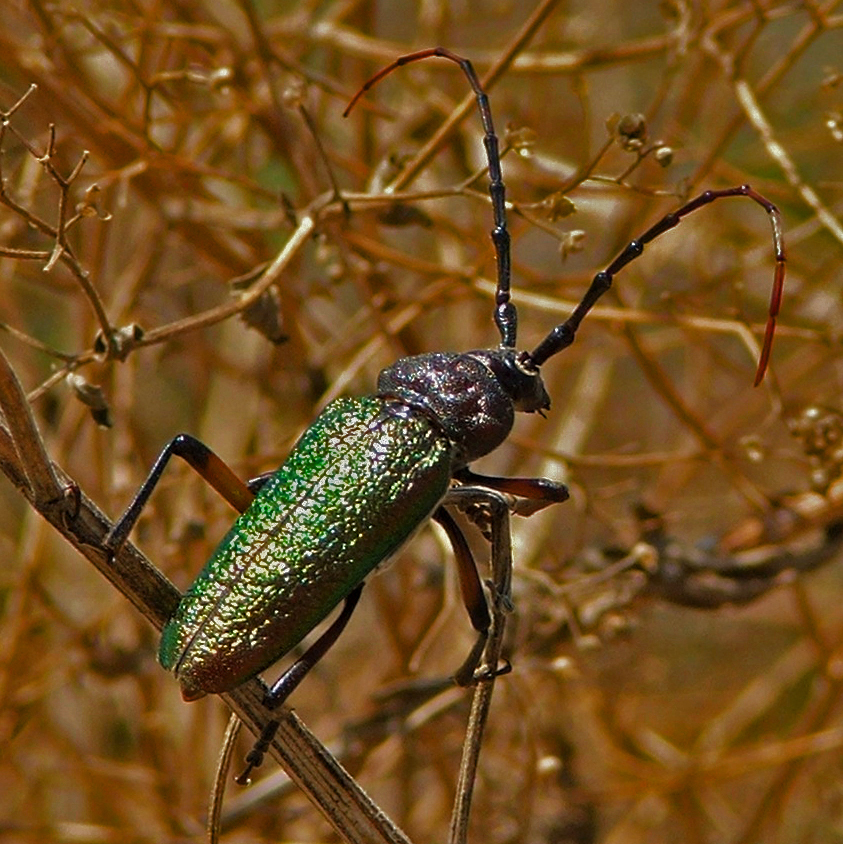 Eastern Bumelia Borer