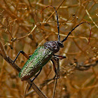 Eastern Bumelia Borer