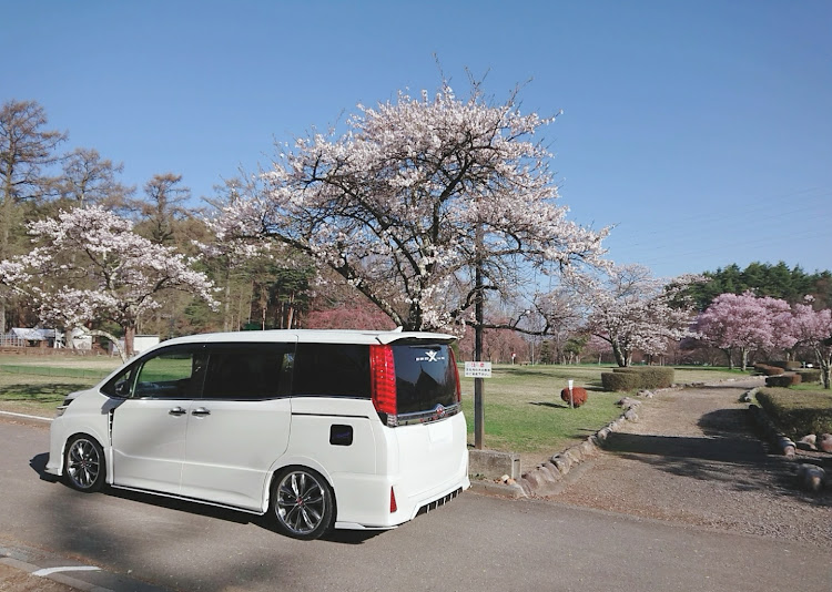 ヴォクシーの桜とコラボ🌸・桜が散る前に・青空と愛車・桜吹雪に関するカスタム事例の投稿画像9枚目