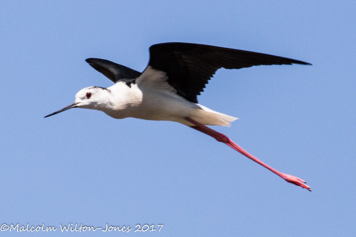 Black-winged Stilt; Cigüeñuela