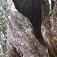 太平山 雲海咖啡館