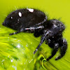 Bold Jumper/Daring Jumping Spider