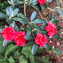 Rhododendron