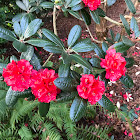 Rhododendron